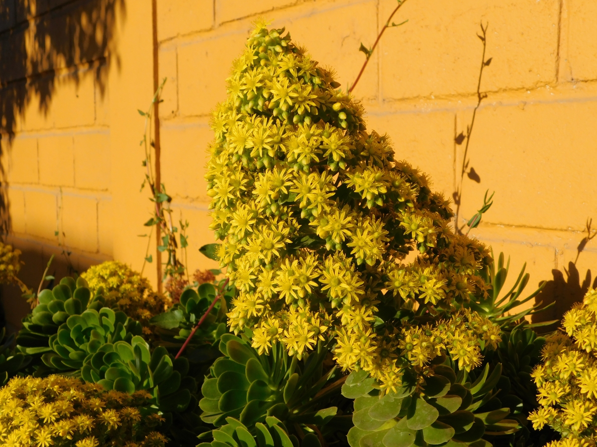 Flor del jardn 3