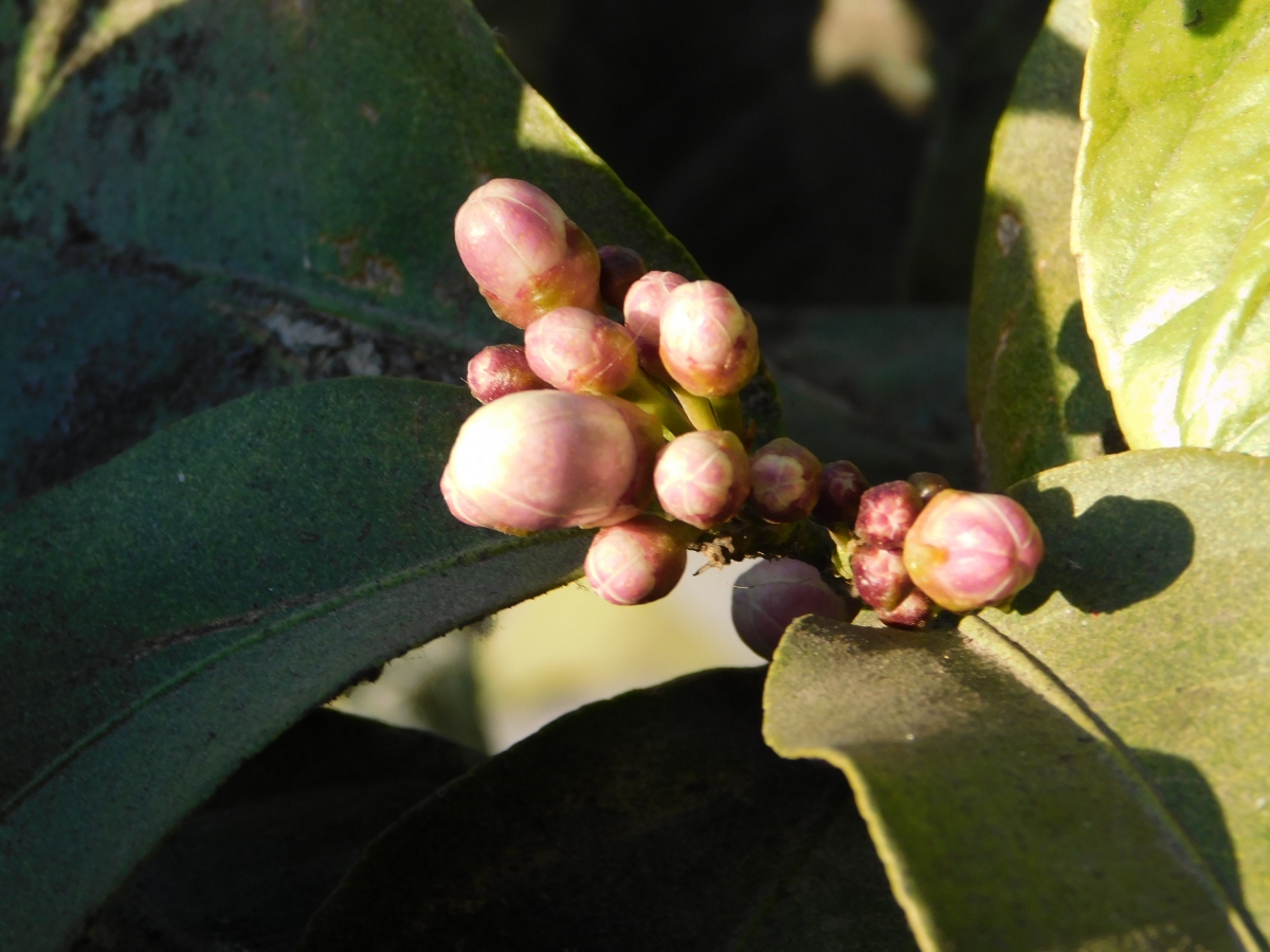 Listas para mostrar su belleza y luego su fruto, el limn