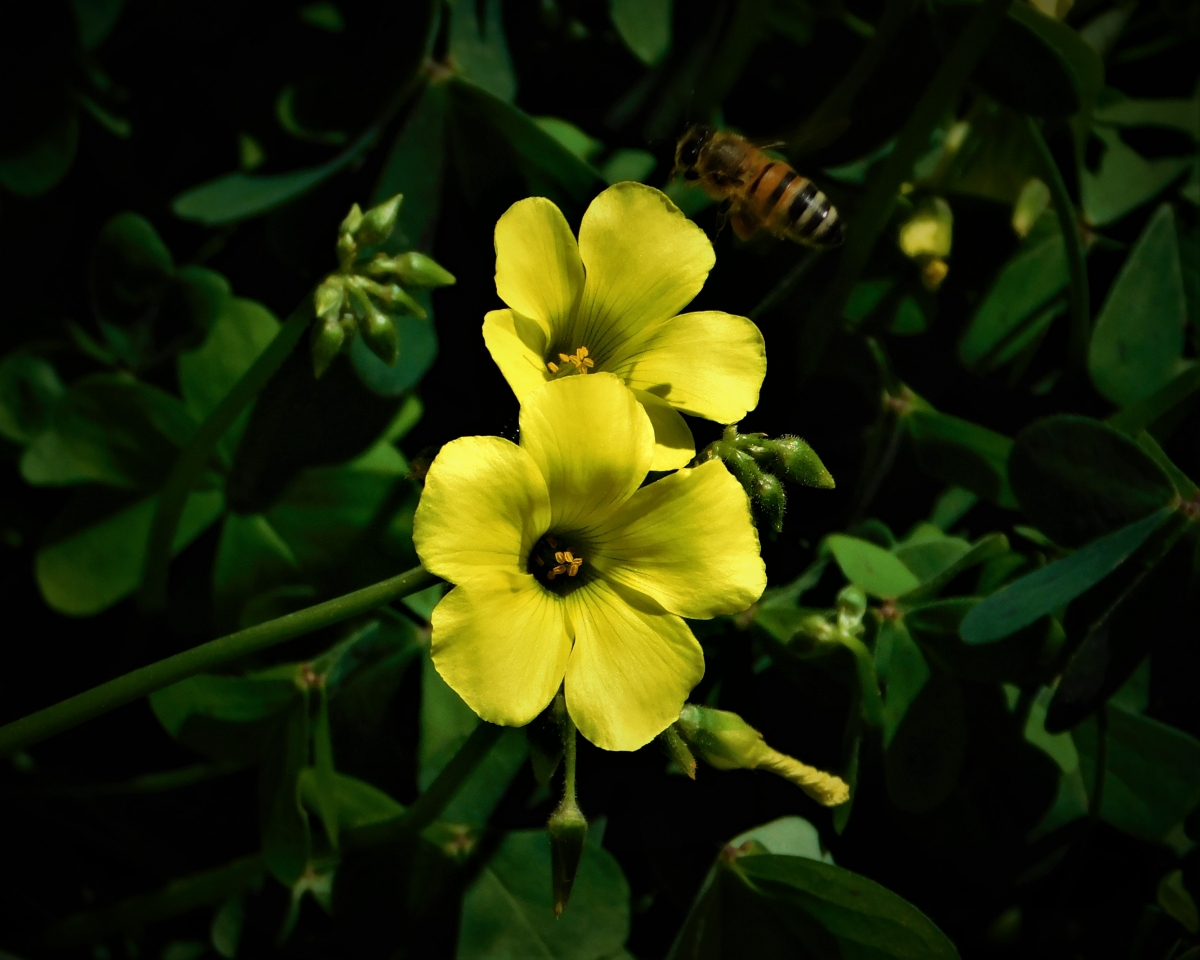 La abeja Maya buscando su nctar