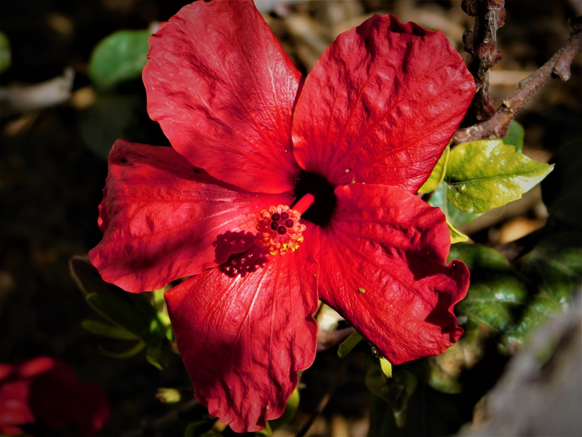 Este es un hermoso hibisco rojo a rabiar jajjajajajja