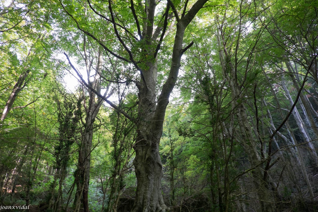 FAGEDA DE LA GREVOLOSA