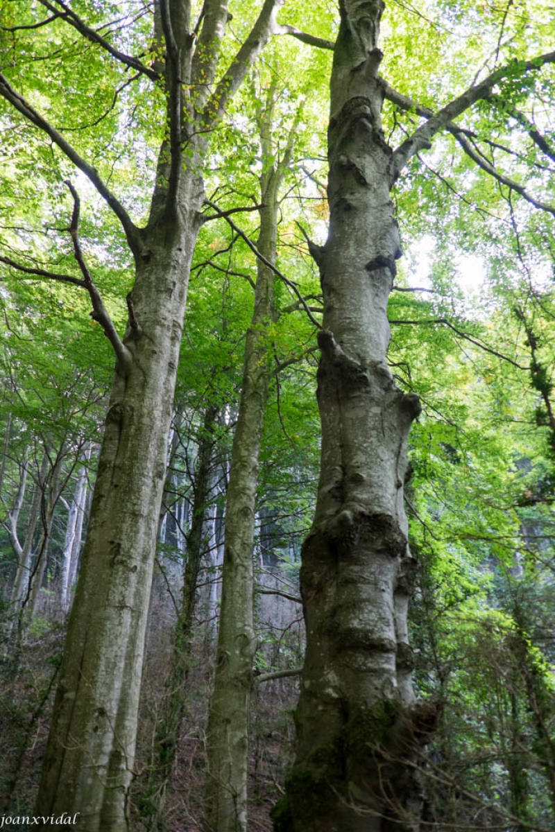 FAGEDA DE LA GREVOLOSA