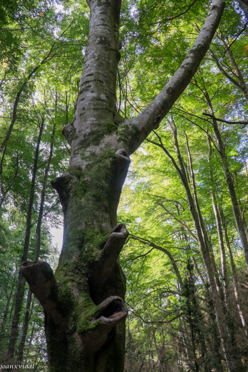 FAGEDA DE LA GREVOLOSA