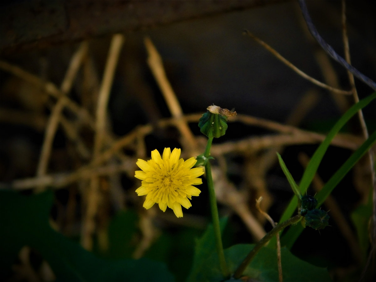 Una flor silvestre amarilla