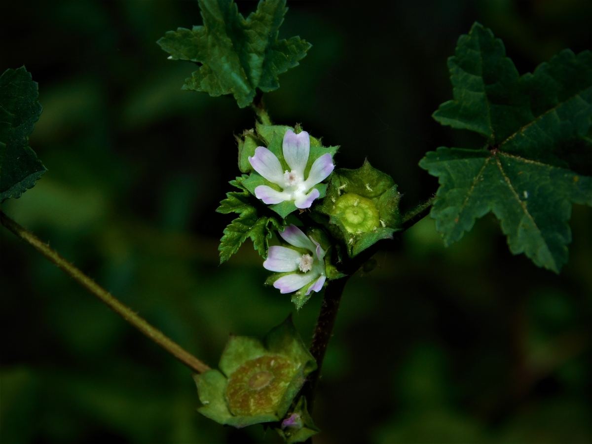 Flores en miniatura