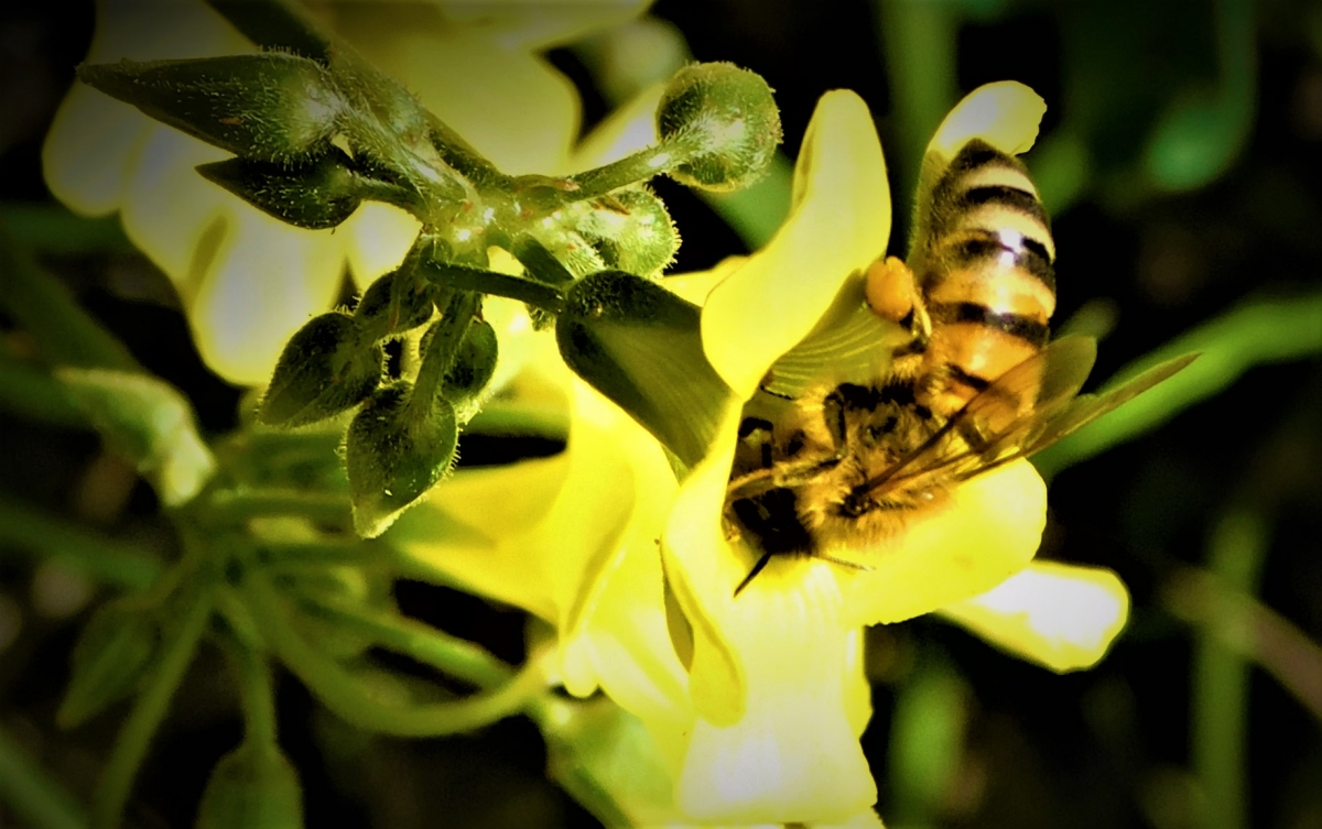 Impresionante como juntan el polen en sus patas