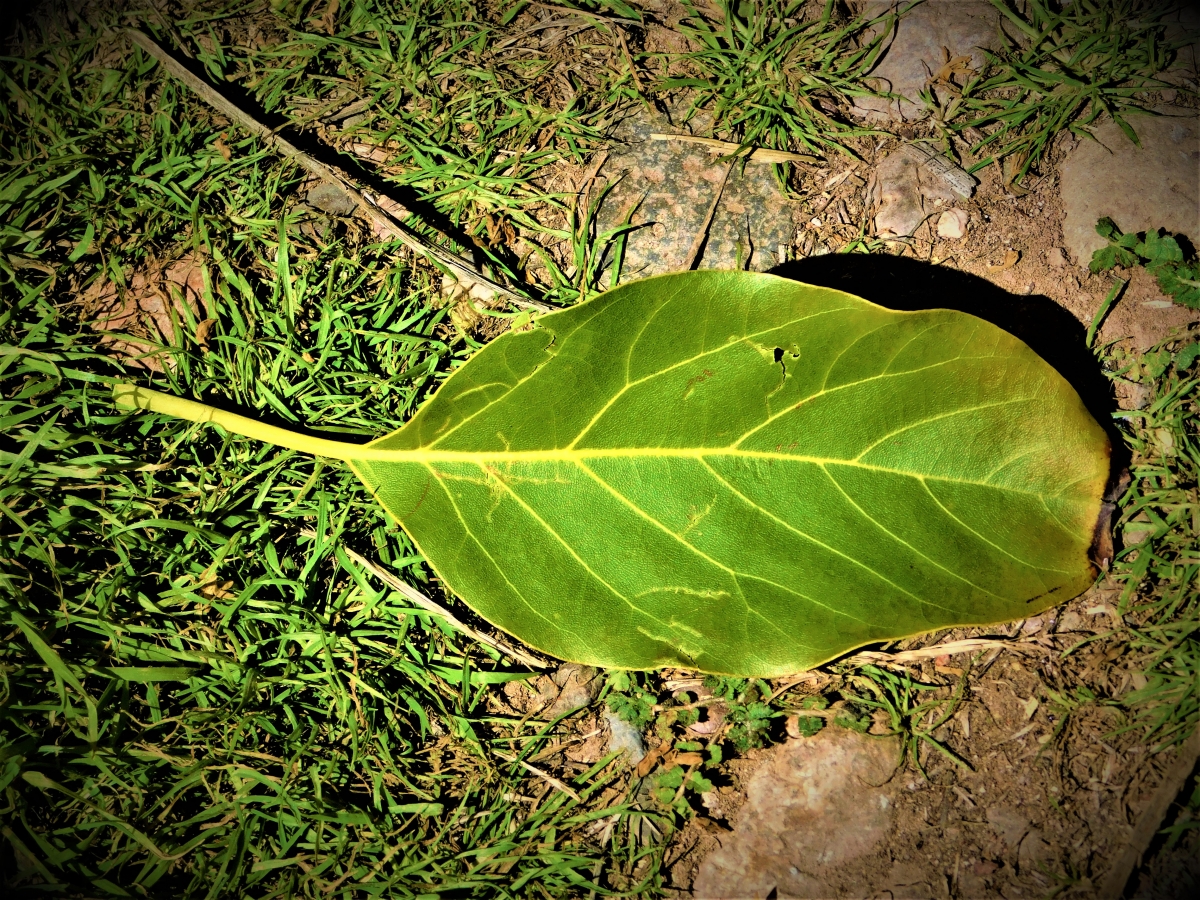 Una hoja desgarrada de su madre por un viento fuerte