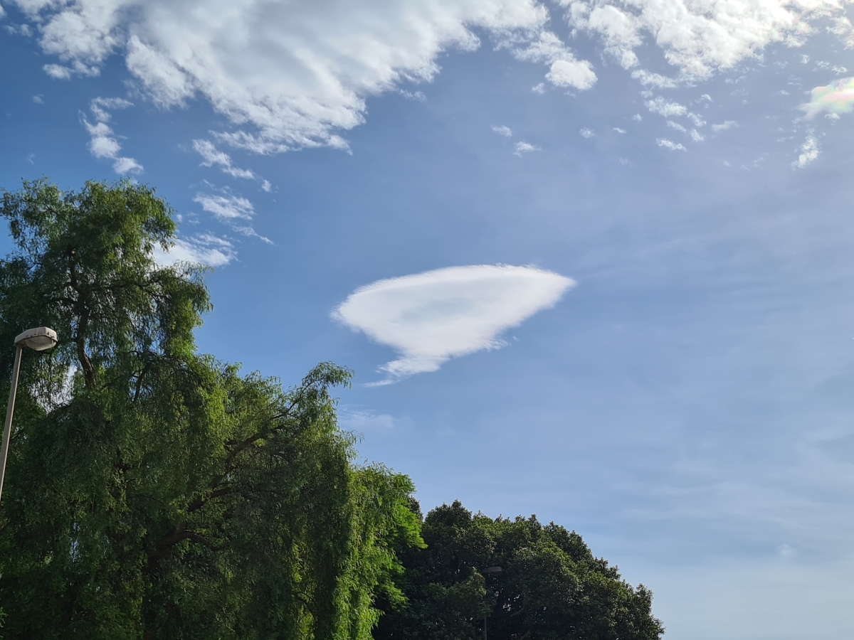 El rbol de la nube