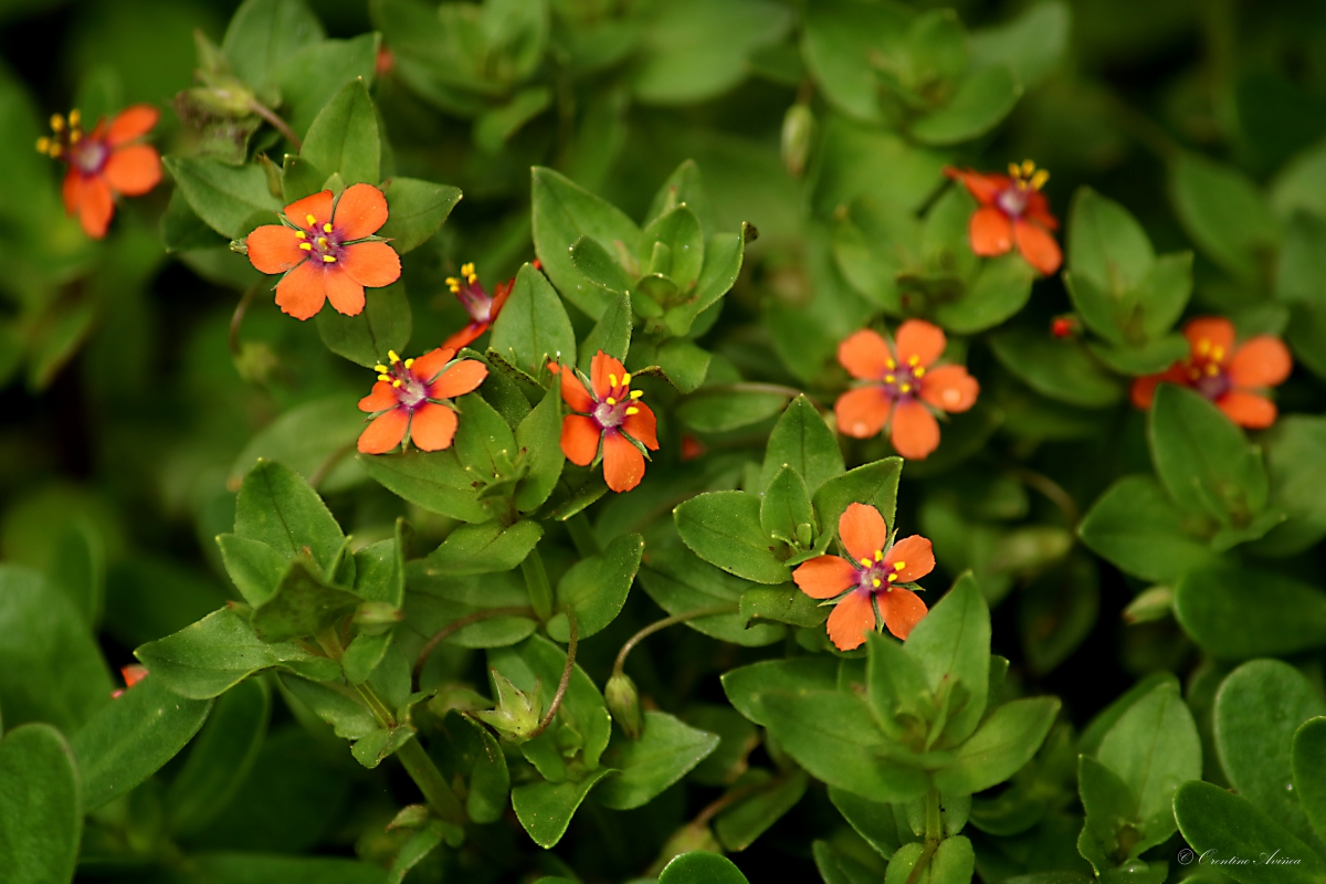 Lysimachia arvensis