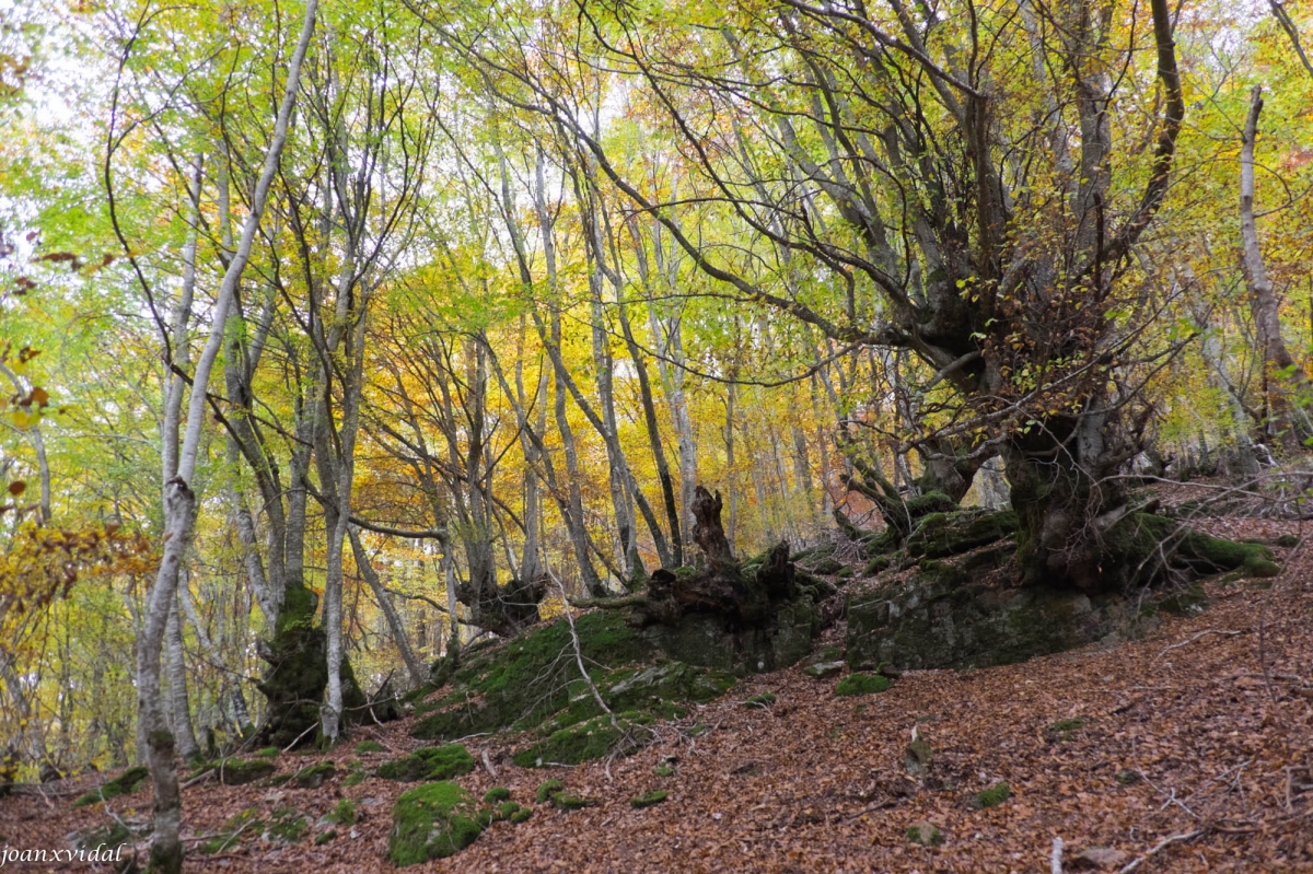 BOSC DE CARLAC