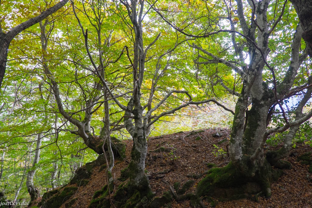 BOSC DE CARLAC