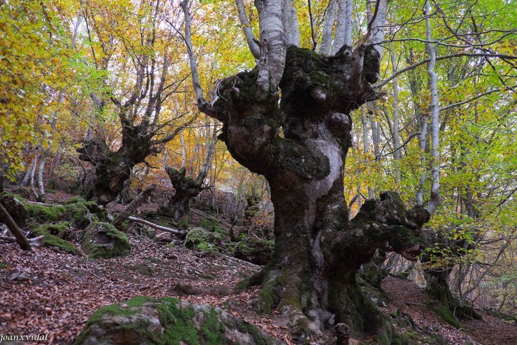 BOSC DE CARLAC