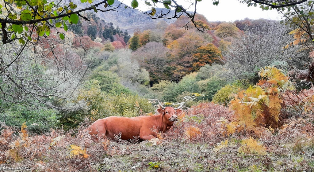 BOSC DE CARLAC