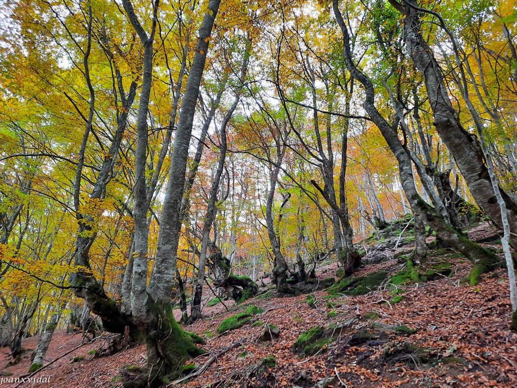 BOSC DE CARLAC