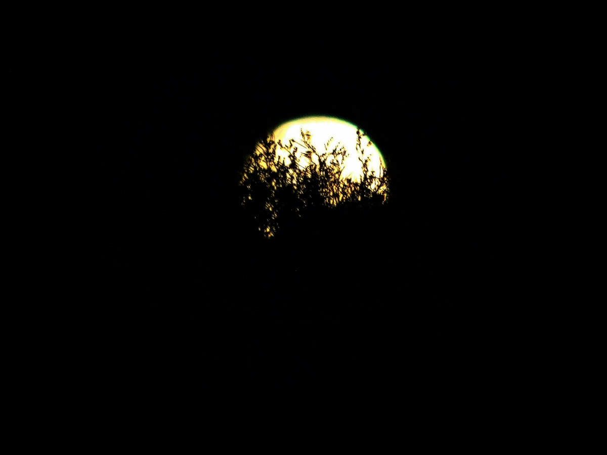 La luna tratando de esconderse en los arbustos