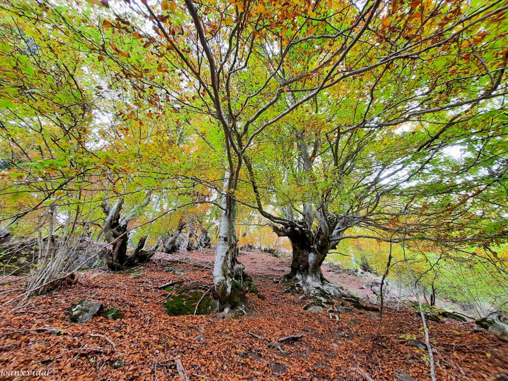 BOSC DE CARLAC