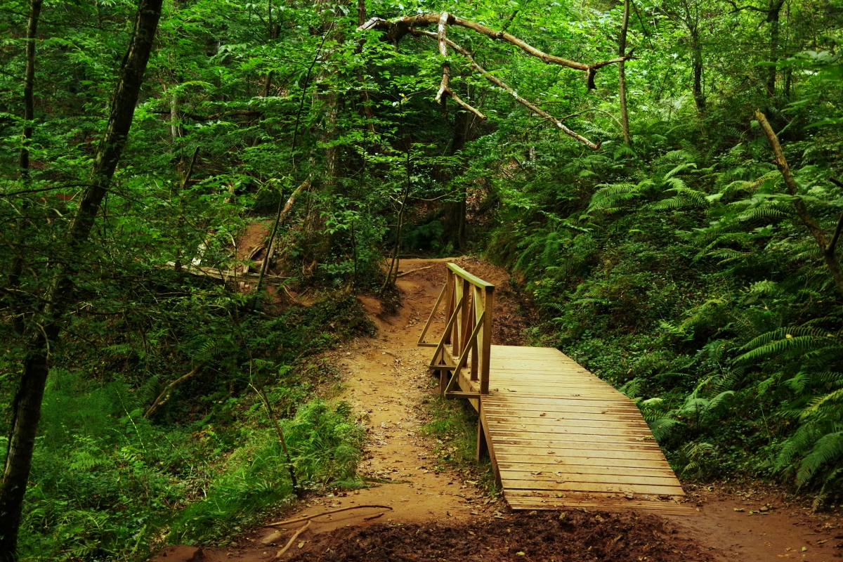 Bosque de Secuoyas II