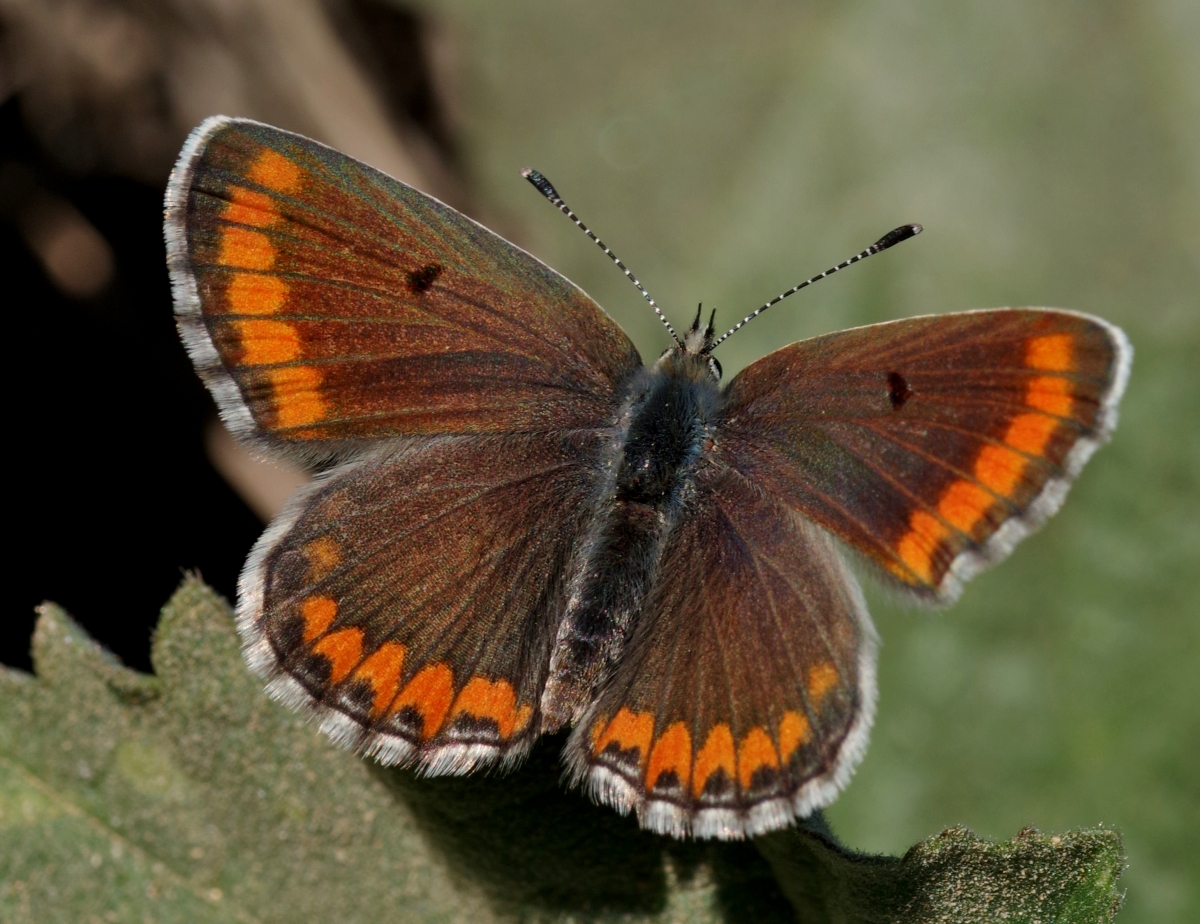 Mariposa desconocida V