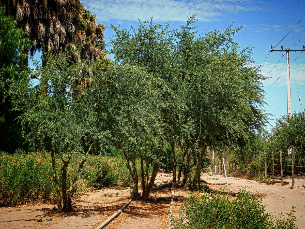 El tren antes tena su recorrido