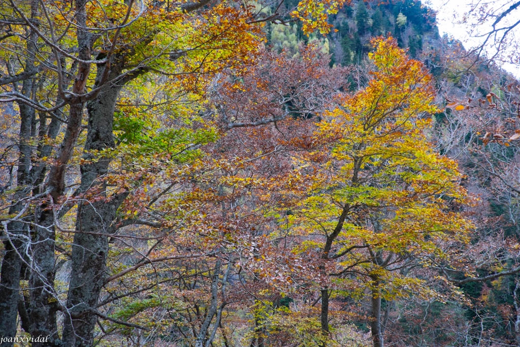 TARDOR A LA VALL DE VARRADS