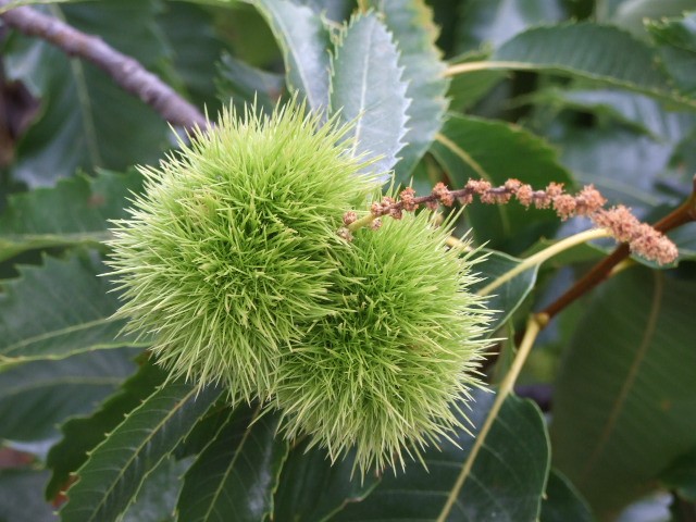 La flor del Castao