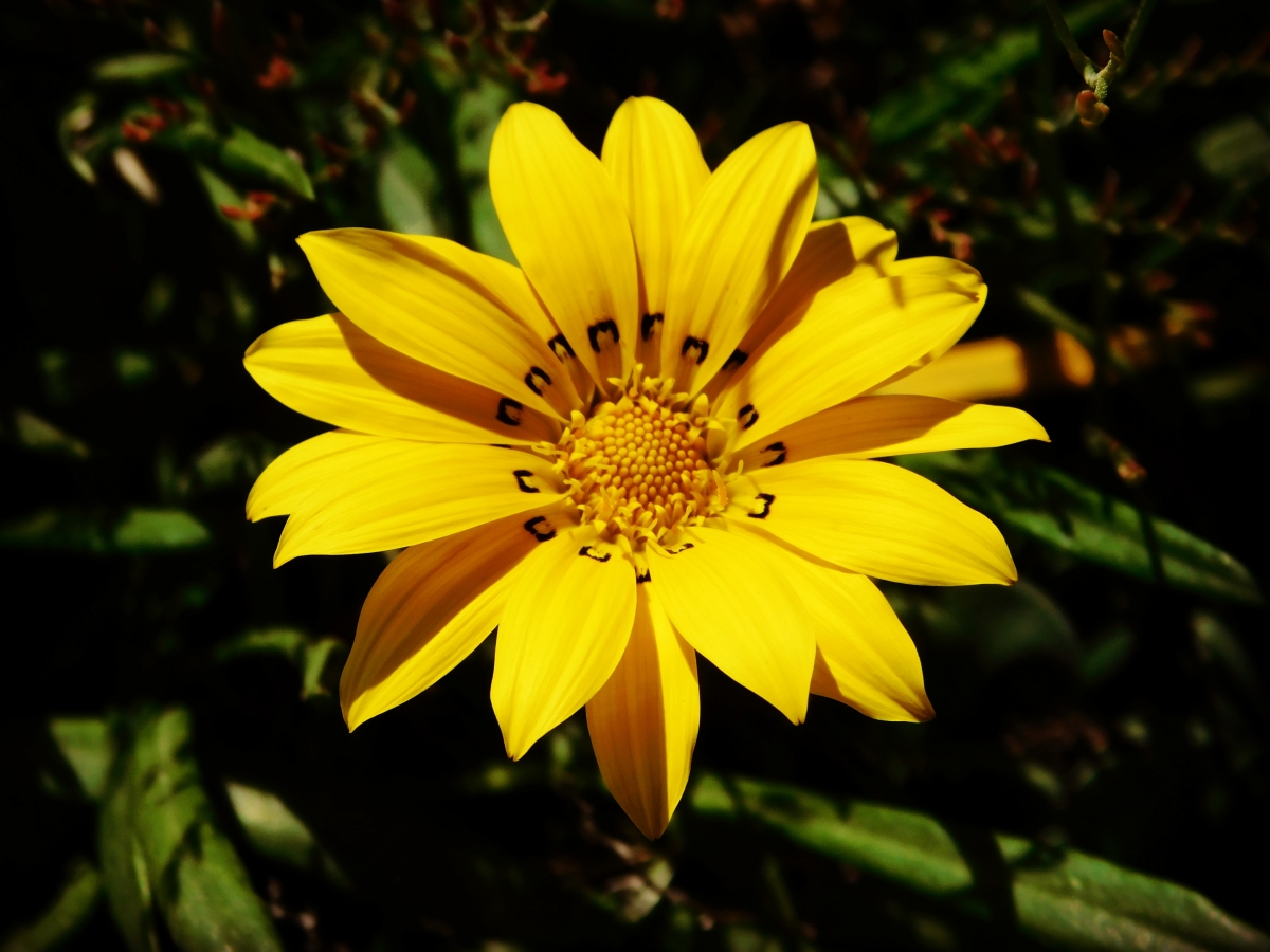 Las flores, alegra de la vida