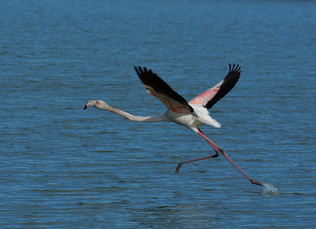 Alzando el vuelo