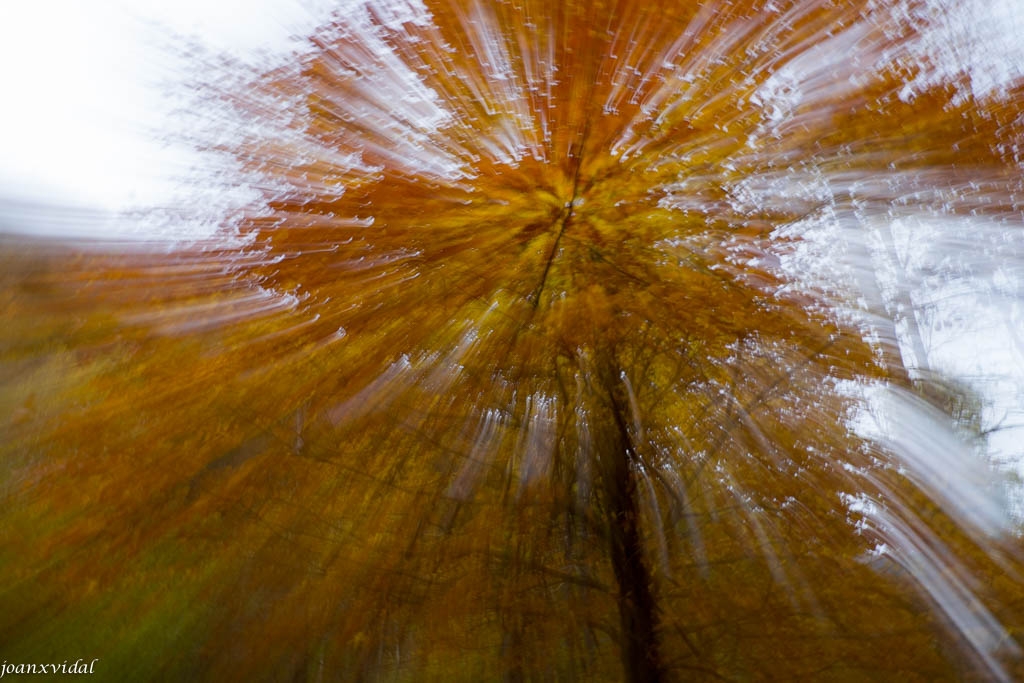 NATURA DE TARDOR DESUSTRUCTURADA