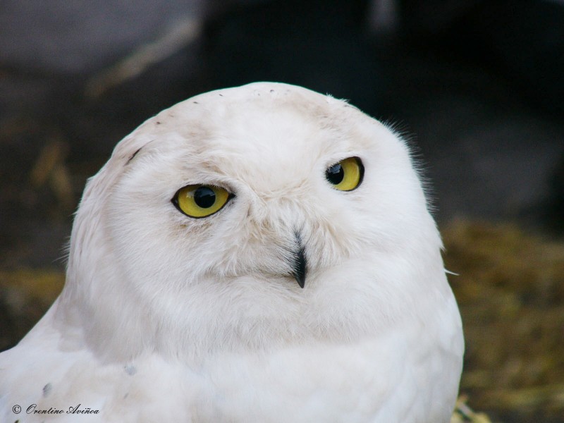 Albino