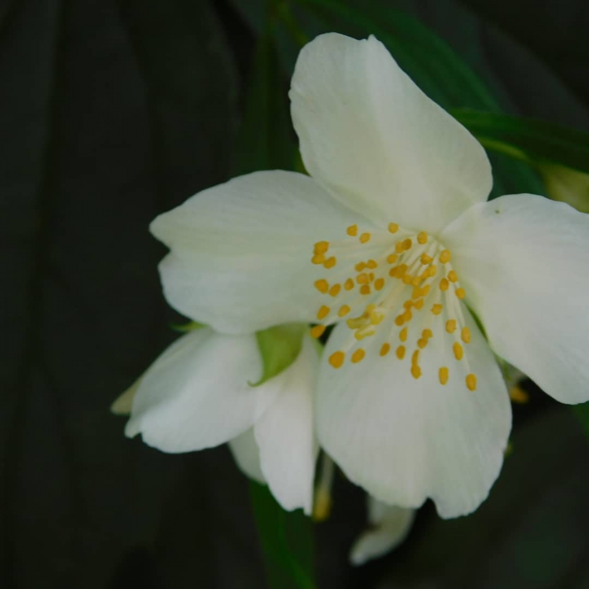 Est plagado el sur de una variedad de flores hermosas