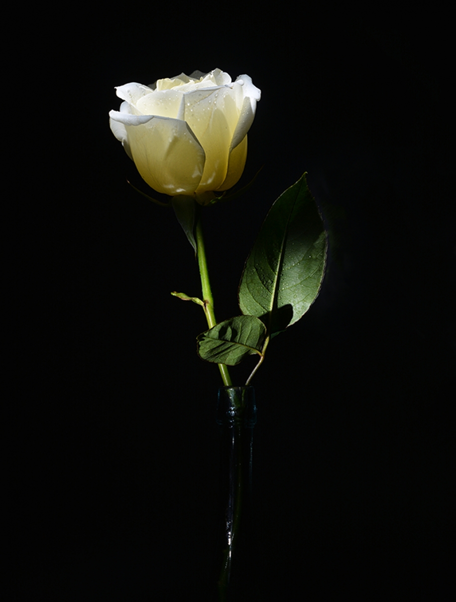 Rosa blanca 3