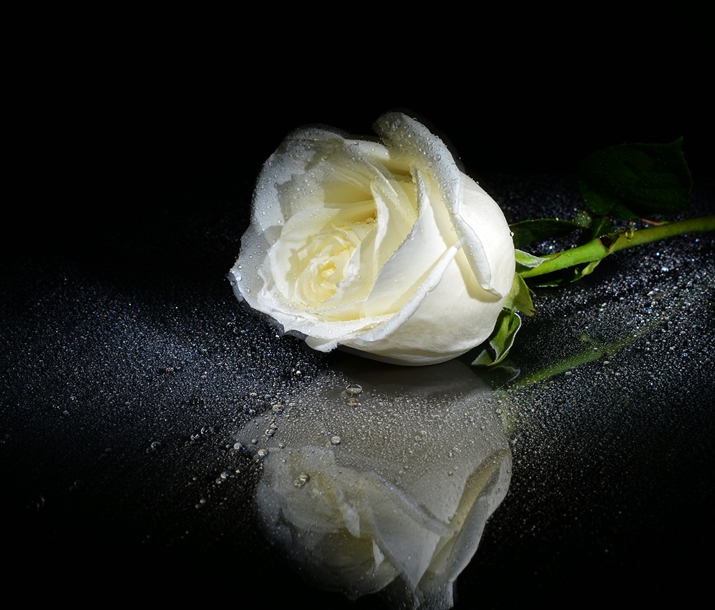 Rosa blanca 4