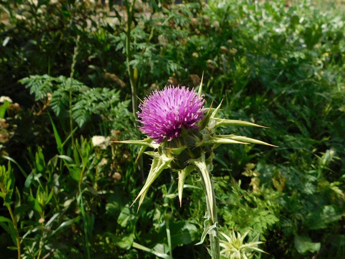 La flor del cardo