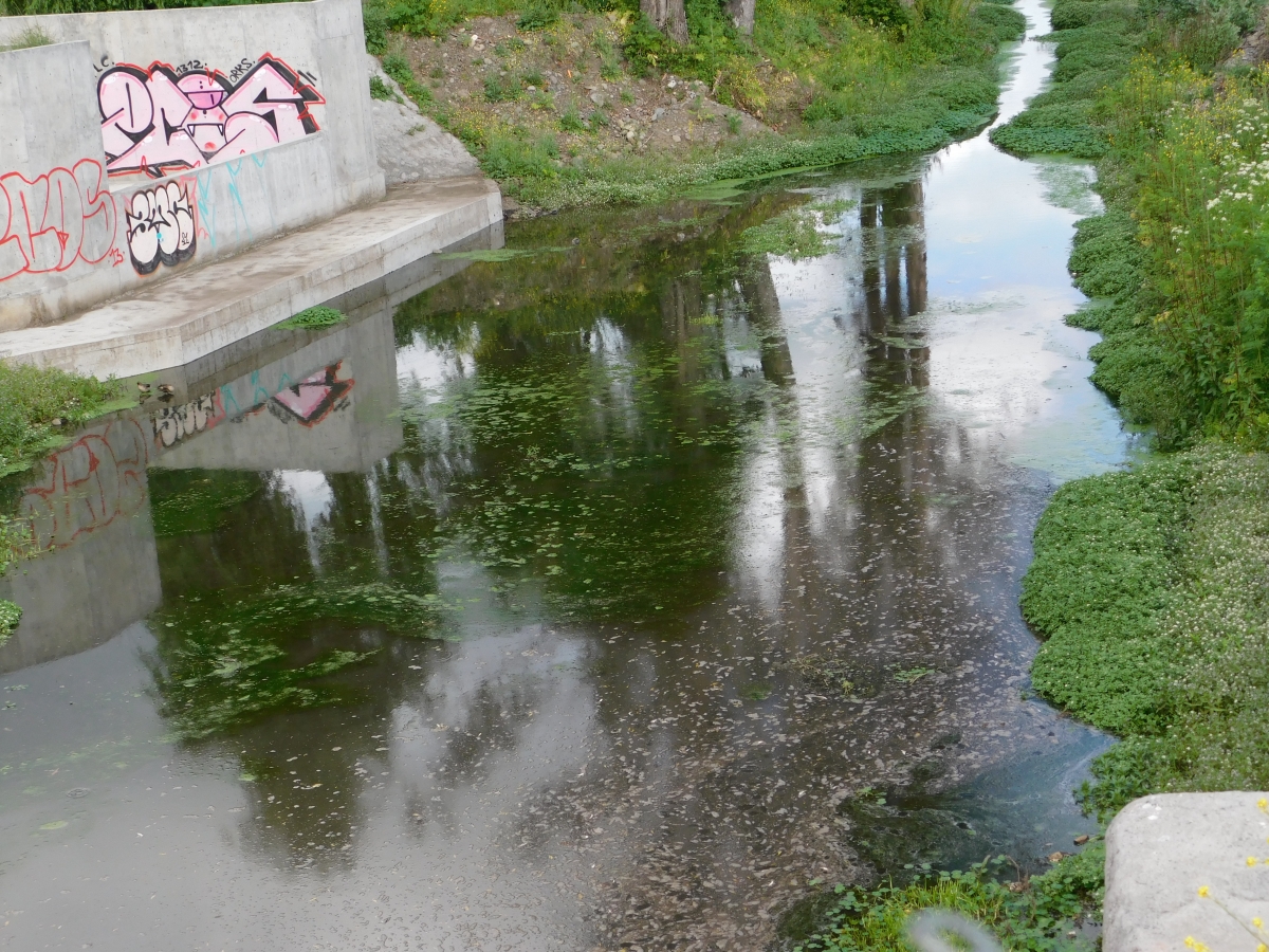 Reflejos en el agua