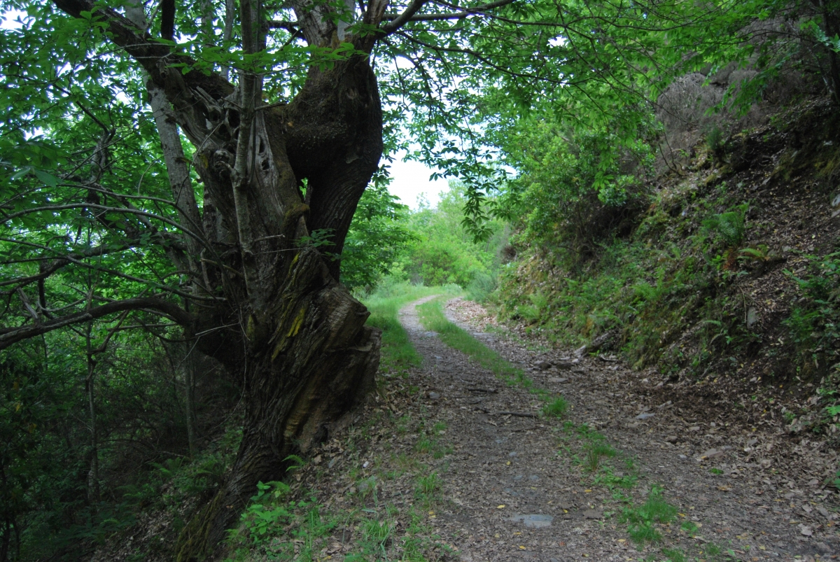 Fraga de Pigeiros. Castro Caldelas. Ourense. Ribeira Sacra. Galicia