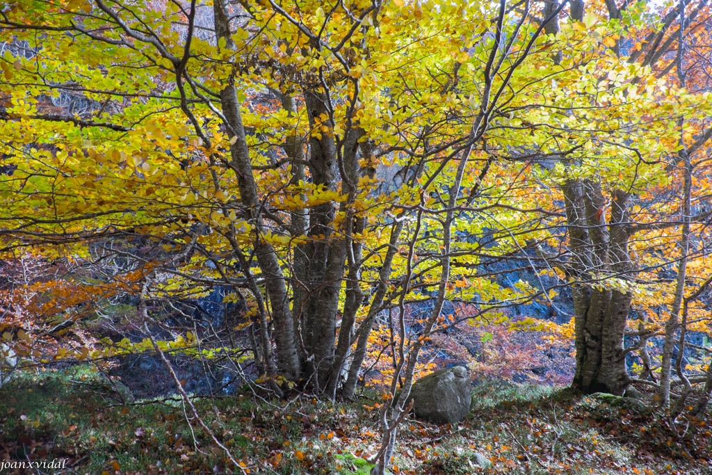 FAGEDA DE SALENQUES