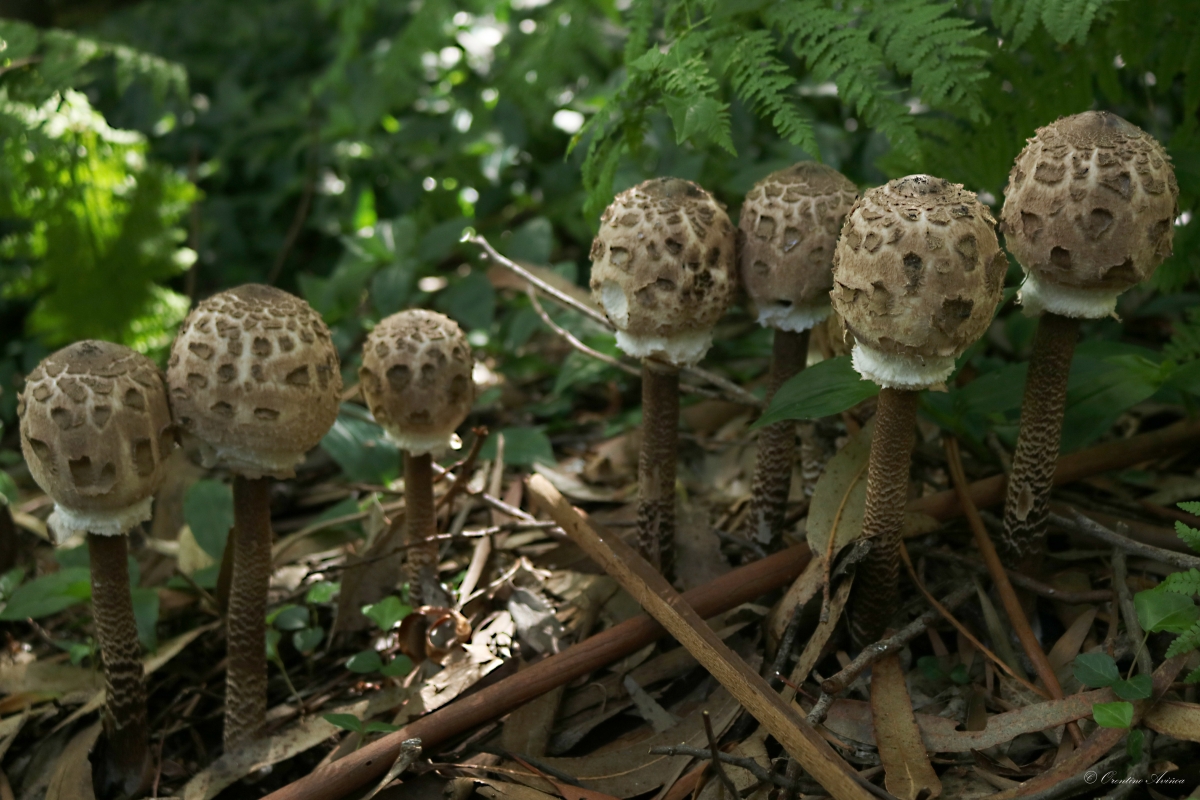 Macrolepiota procera