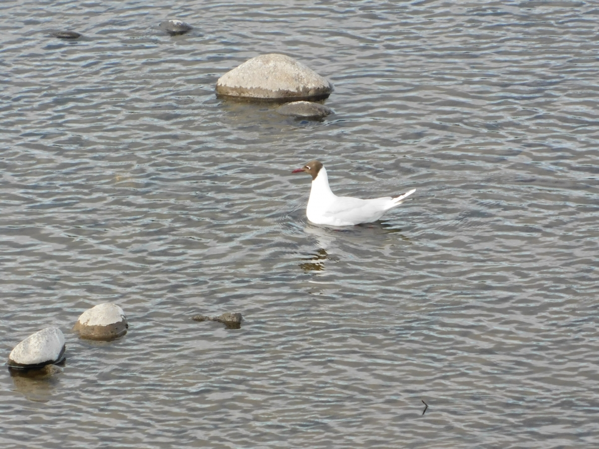 Aves del lugar