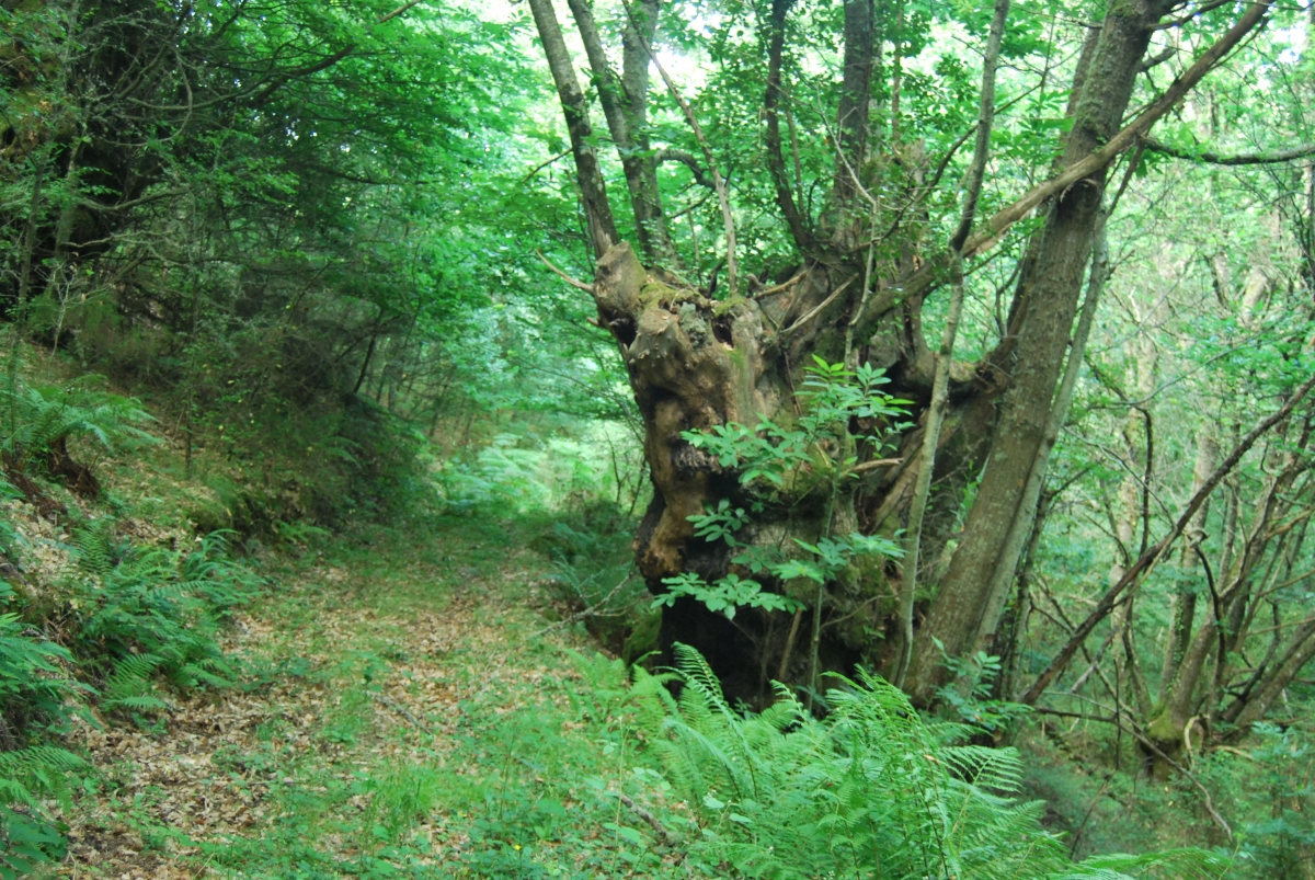 Fraga de Pigeiros. Castro Caldelas. Ourense. Ribeira Sacra. Galcia.