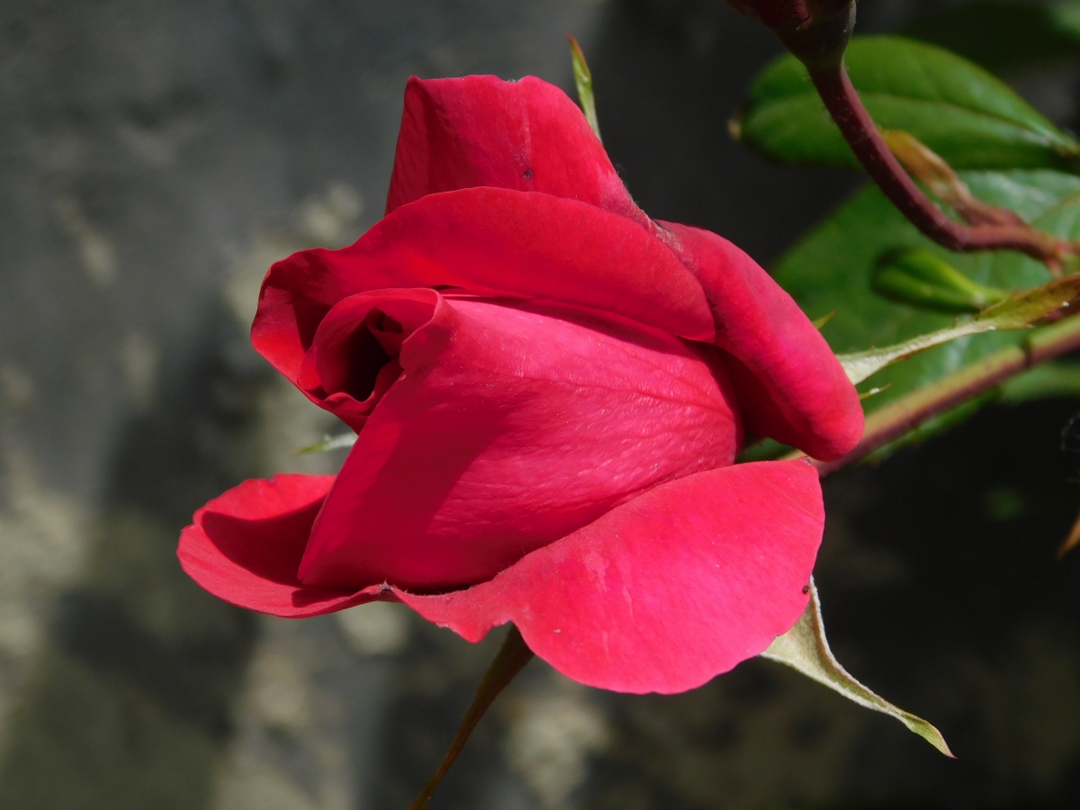 Una rosa en el camino