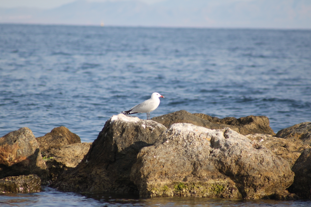 Gaviota sobre las rocas