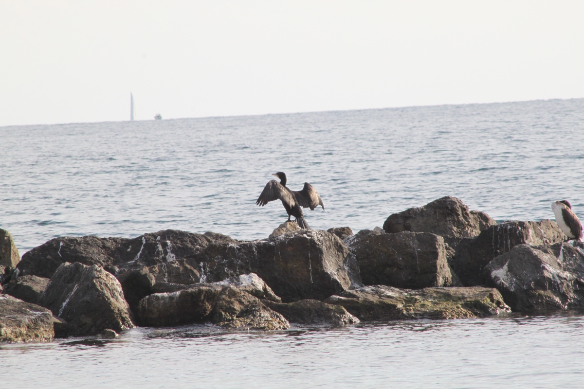 CORMORN ALAS AL VIENTO SOBRE LAS ROCAS