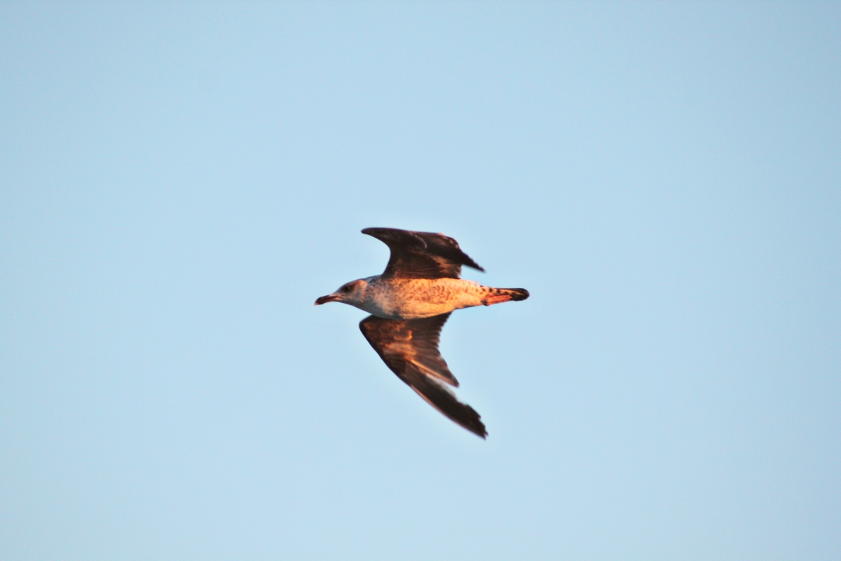 Contra viento y marea la gaviota vuela libre