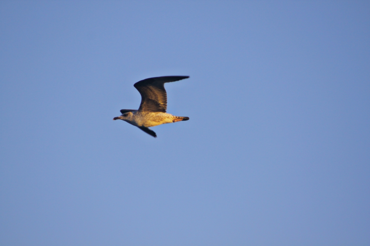 Contra viento y marea la gaviota vuela libre 1