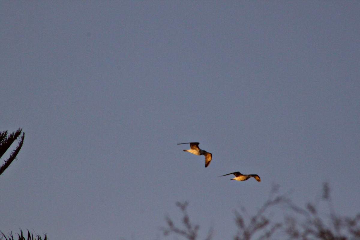 Contra viento y marea la gaviota vuela libre 2