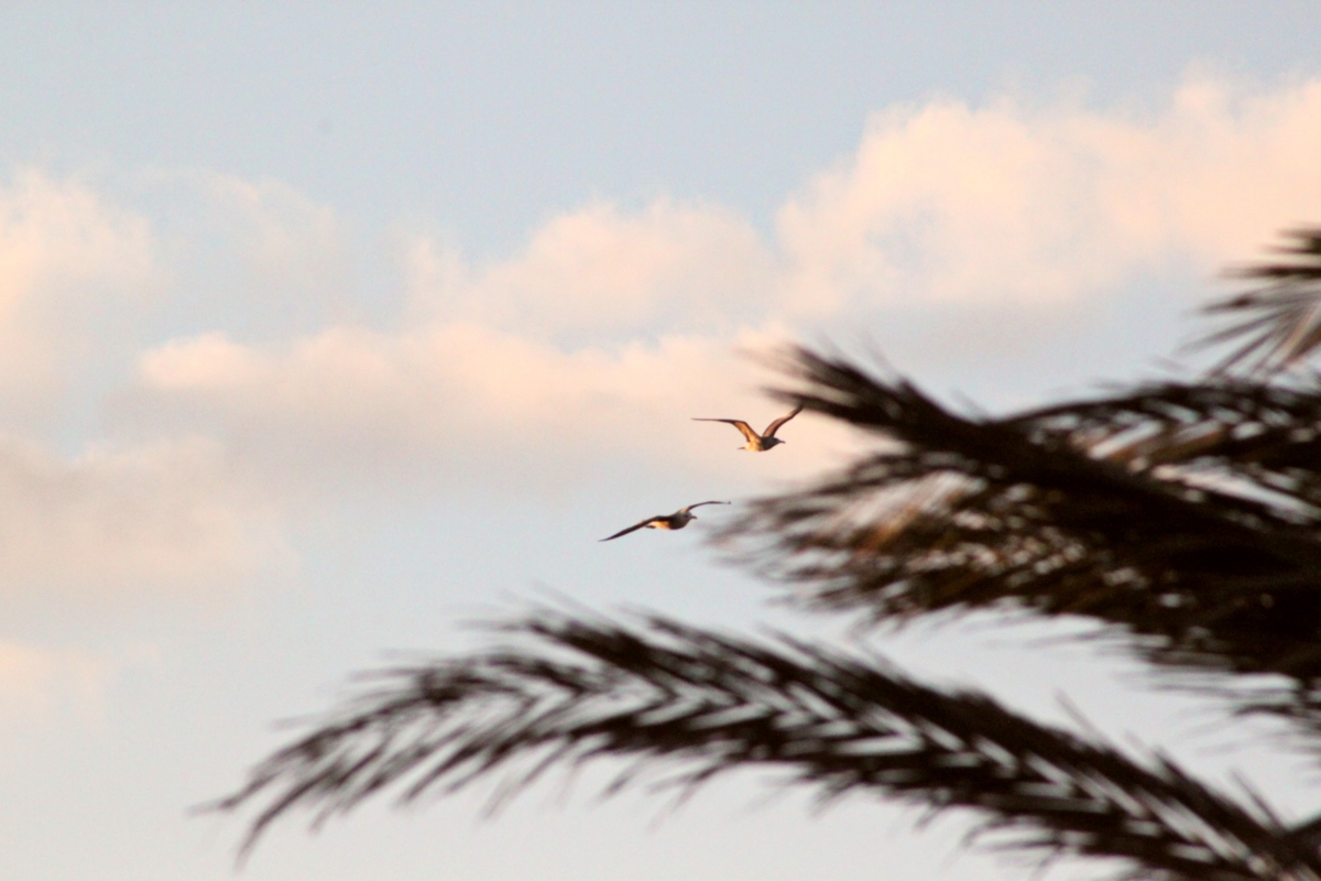 Contra viento y marea la gaviota vuela libre 3