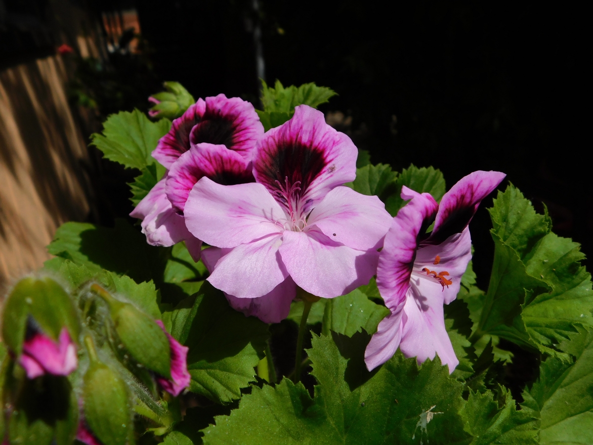 Flor en el camino