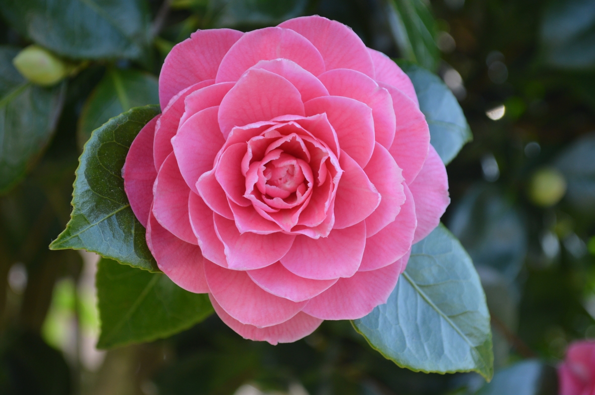 Camelia. Castro Caldelas. Ourense. Ribeira Sacra. Galcia.