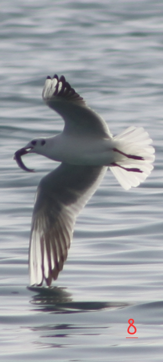 La gaviota un pez roba 2