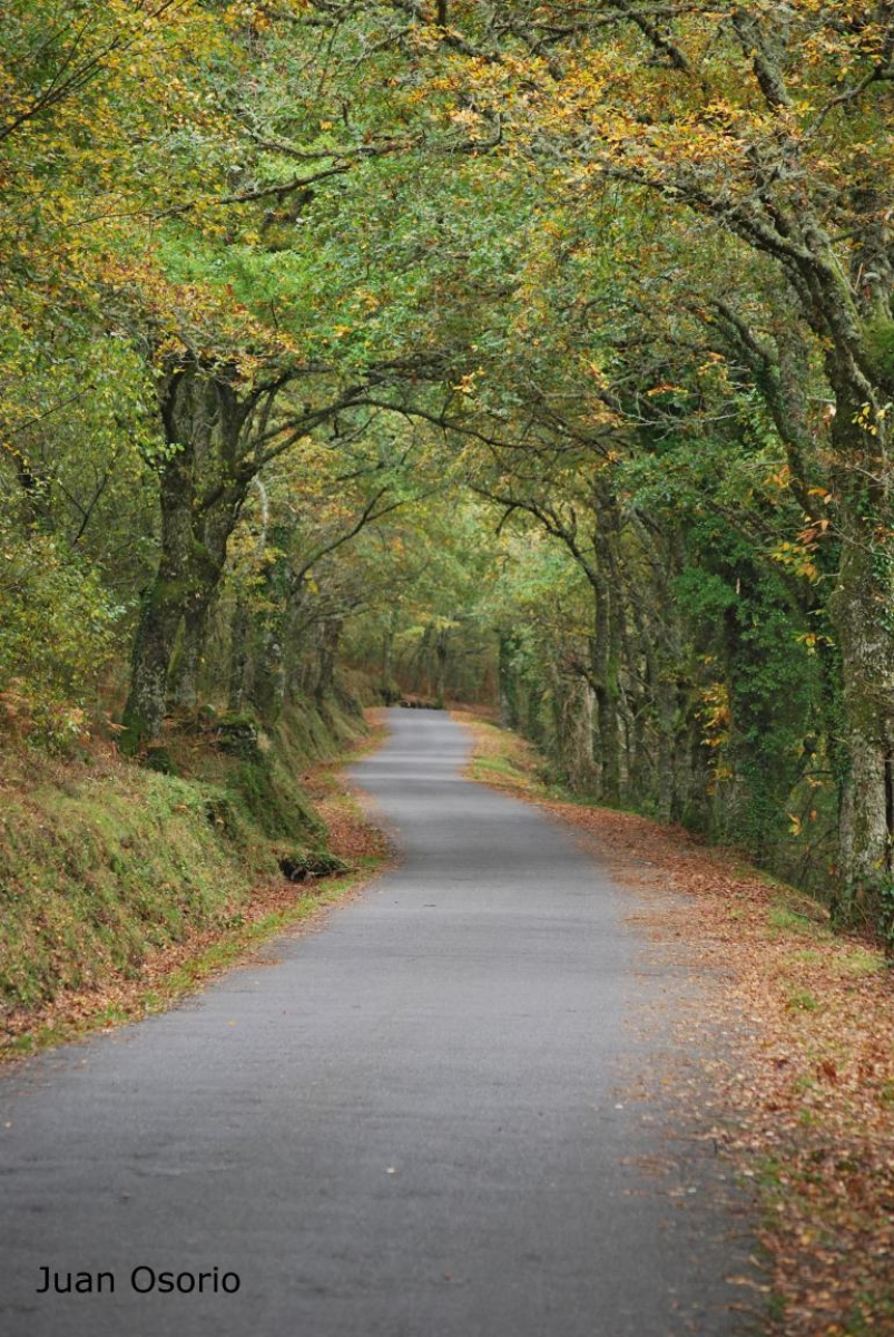 Estrada sombreada. Nogueira de Ramun. Ourense. Ribeira Sacra. Galicia byJOM